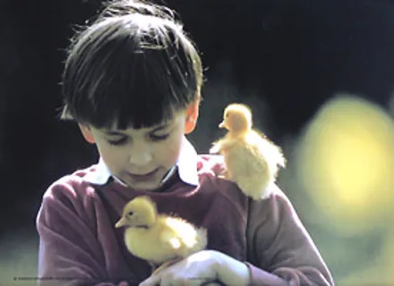 Plakát